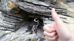 thumbs up for penguins!